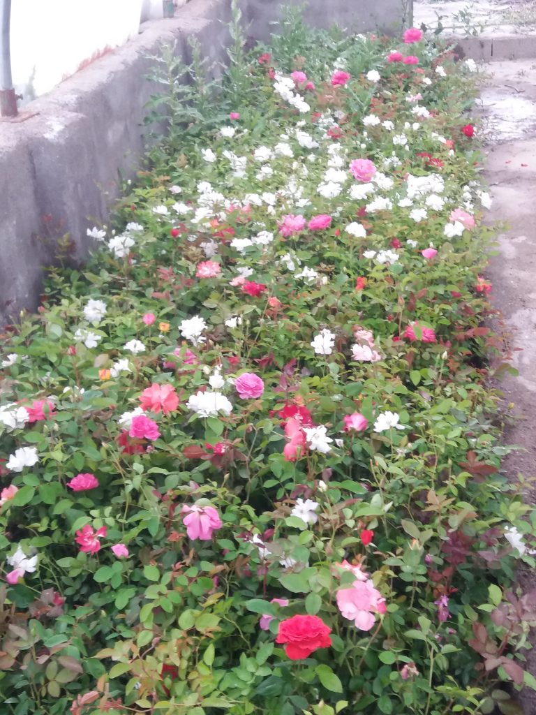 پایه گل رز سفید و هفت رنگ