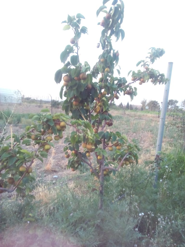 مشاوره در احداث باغ های نوین میوه