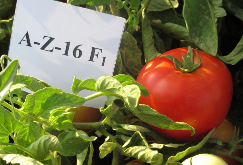 بذر گوجه فرنگی رقم A-Z-16