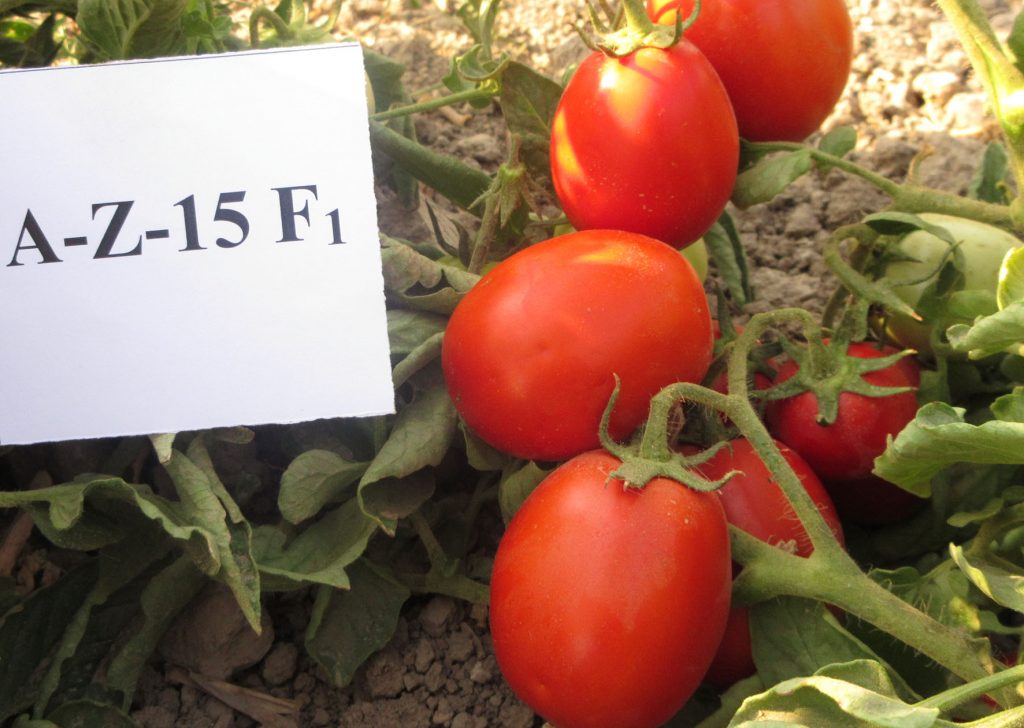بذر هیبرید گوجه فرنگی رقم  A-Z-15 F1